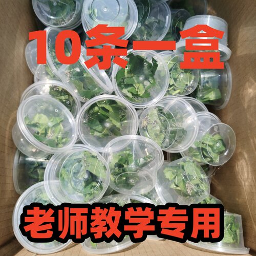 学校小卖部教师教学专用
