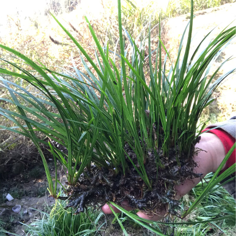 野生石菖蒲龙根虎须挺水植物盆栽