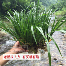 水培石菖蒲挺水植物沼泽过滤草养鱼龟缸盆栽造景吸水耐阴寒绿植花