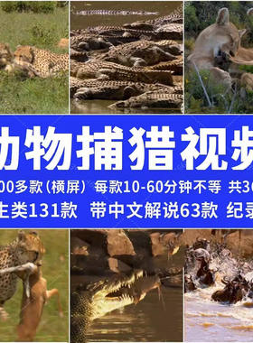 动物捕猎打斗厮杀动物世界素材纪录片合集高清剪辑短视频素材
