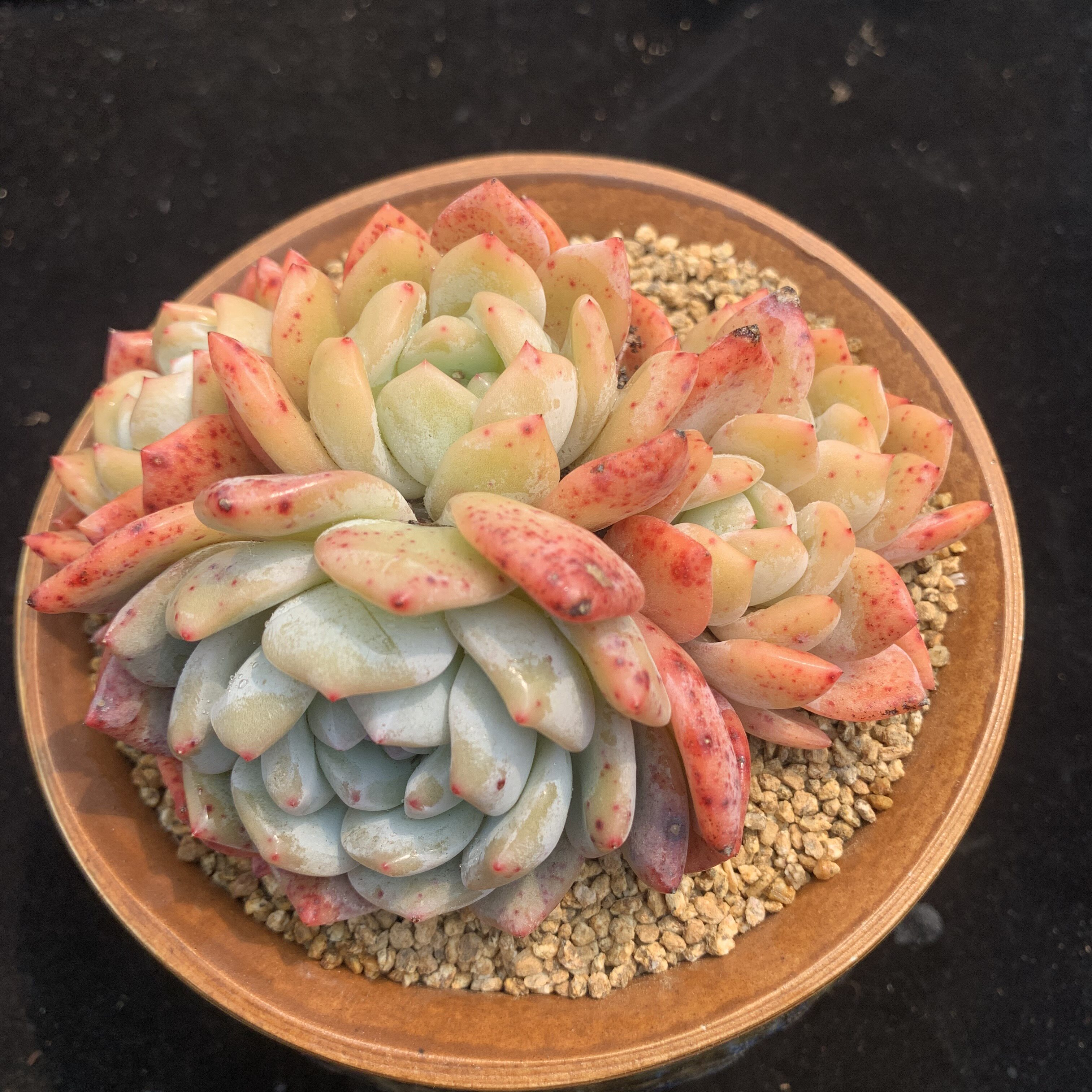 橙梦露老桩 雪天使 橙子 昆明奇妙多肉植物组合盆栽 满百包邮