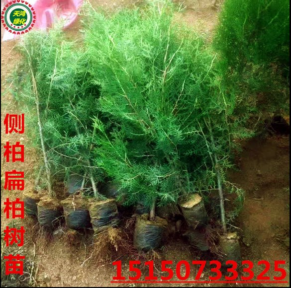 侧柏松树苗扁柏墓地松荒山绿化
