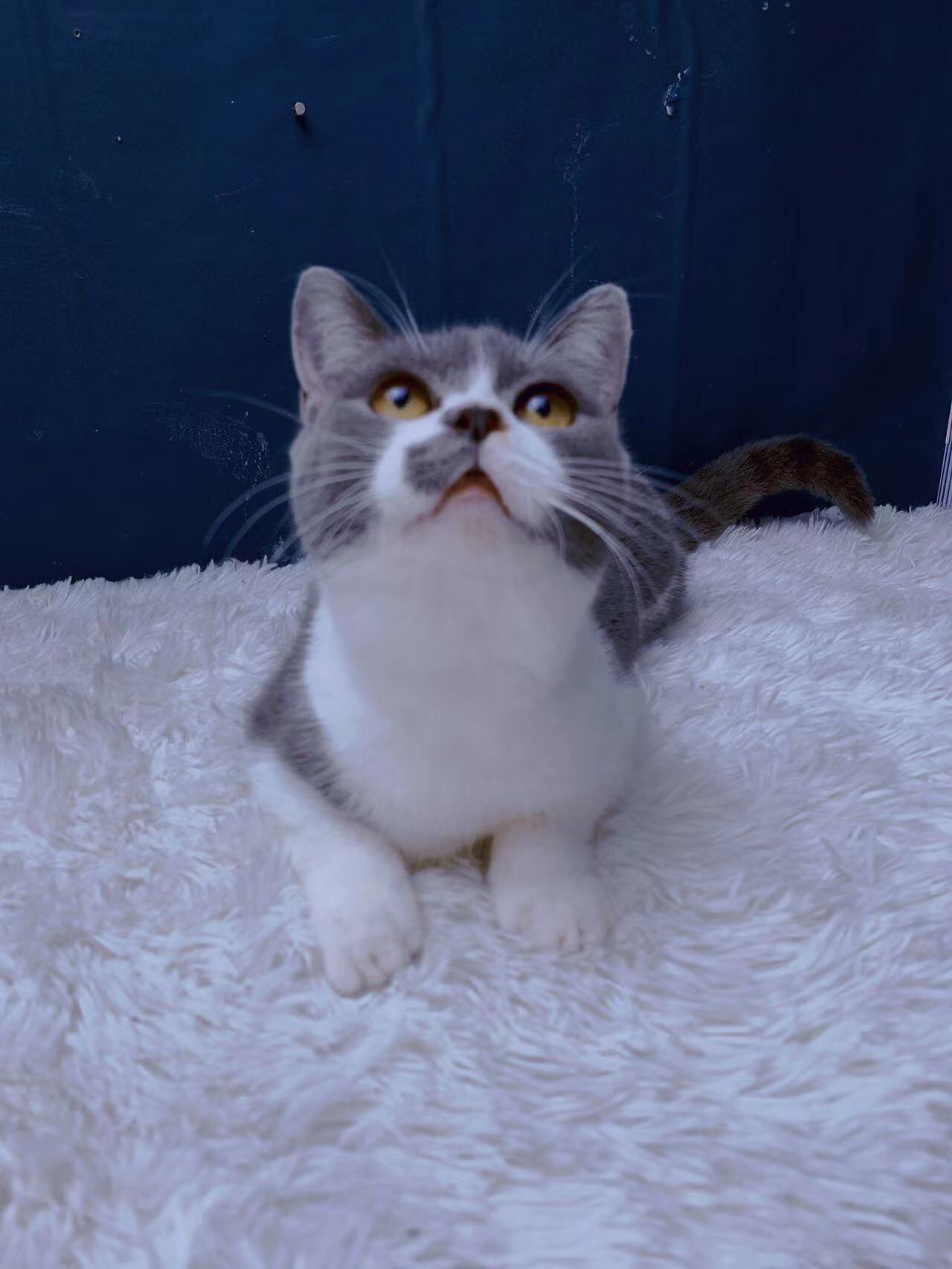 纯种蓝白猫幼猫英短蓝白猫英国短毛猫小猫幼猫小猫咪活物矮脚蓝猫