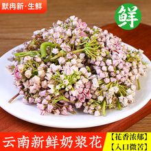 时令野蔬菜 云南特产食用鲜花当季 新鲜野生奶浆花1斤 包邮 现货