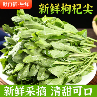 【现货】新鲜枸杞叶500g现摘云南野菜枸杞尖枸杞苗菜枸杞芽菜包邮