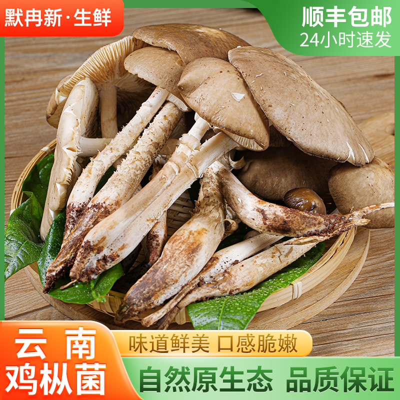 现摘云南当季鸡枞菌荔枝菌鲜菌菇