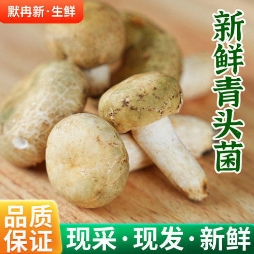 新鲜野生青头菌500g云南当季