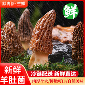 时令食用菌鲜菌蘑菇羊肚菌 现摘云南当季 现货 新鲜羊肚菌500g