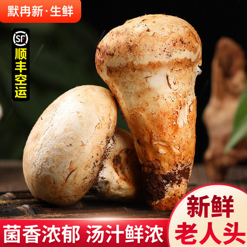 新鲜野生老人头菌500g仙人头