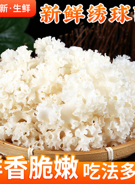 【现货】新鲜绣球菌2斤 现摘当季新鲜食用菌鲜绣球香菇菌蘑菇鲜菌