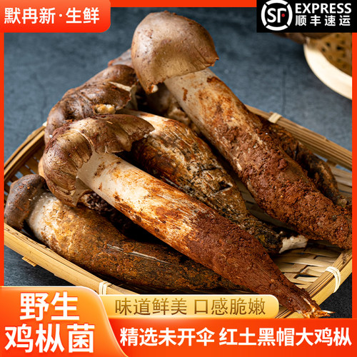 野生鸡枞菌鸡腿蘑菇荔枝菌鲜菌