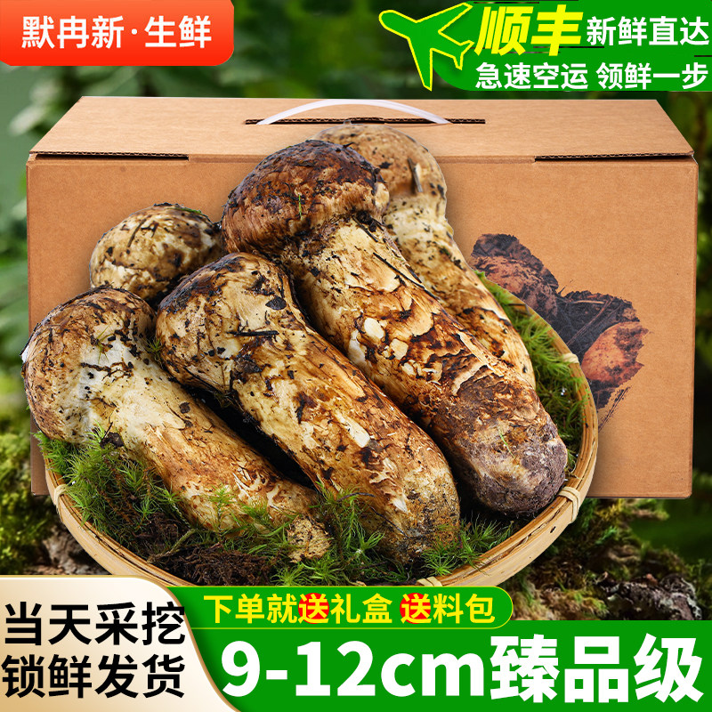 【现货】新鲜松茸500g云南香格里拉精品级纯野生鲜松茸菌鲜菌蘑菇