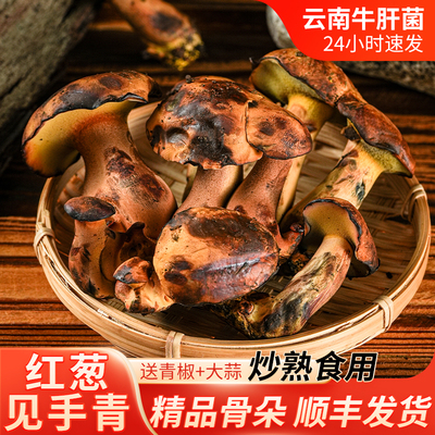 【现货】新鲜红葱见手青500g现摘云南当季新鲜红葱牛肝菌鲜菌蘑菇