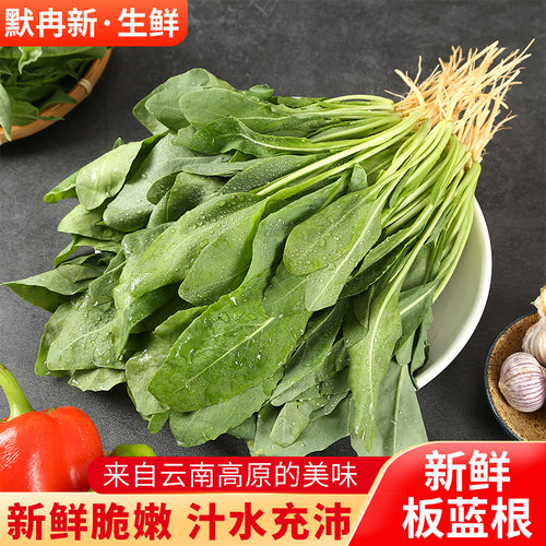 【现货】新鲜板蓝根1斤装 云南当季时令蔬菜带根板蓝根叶野菜包邮