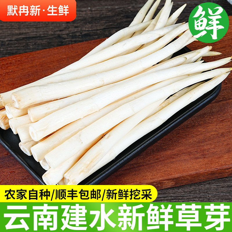 【现货】新鲜草芽500g 云南建水特产新鲜草芽象牙菜当季蔬菜包邮