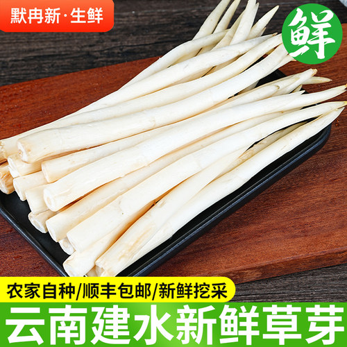 【现货】新鲜草芽500g 云南建水特产新鲜草芽象牙菜当季蔬菜包邮