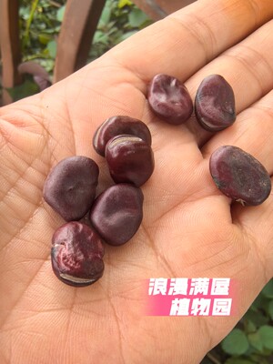 农家传统小红粒蚕豆种子老种子 罗汉豆 胡豆 粒小非转基因 可留种