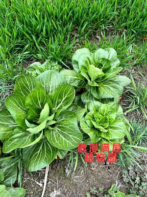 农家传统小白菜 四季种植蔬菜 古老种子老品种种子非转基因可留种