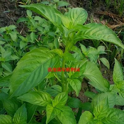 蔬菜大叶柠檬罗勒香草种子荆芥