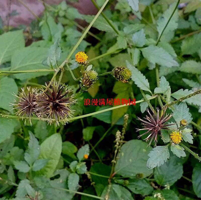 野 黄花三叶鬼针草粘人草豆渣菜盲肠草种子 中草药种子