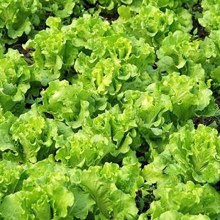 农家传统生菜种子籽四季蔬菜阳台盆栽庭院田园好吃绿叶子青菜易种