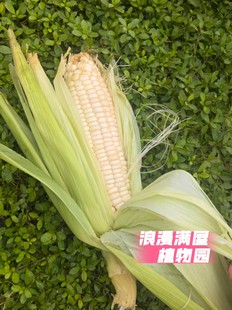 农家传统大门牙白糯玉米种子 香甜糯玉米 非转基因种老种子可留种