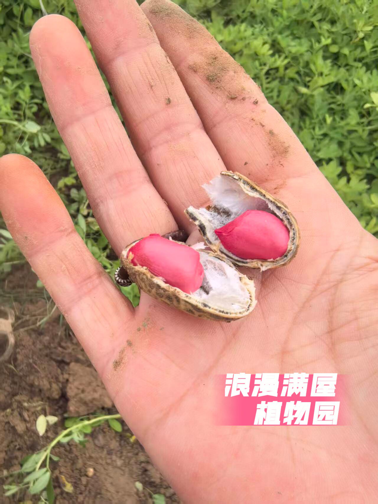 农家传统红米大花生种子 家传多年老种子 非转基因老品种可留种图片
