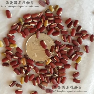 农家传统小爬豆种子赤豆籽家传多年自留老品老品种非转基因可留种