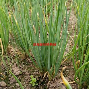 易种植蔬菜 阳台 庭院 农家传统种子 种籽 香葱棵葱田园 苗也有卖