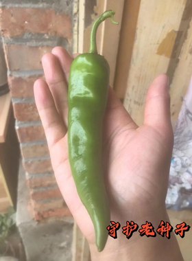 农家传统牛角椒种子土辣椒种苗肉厚 非转基因非杂交 老品种可留种