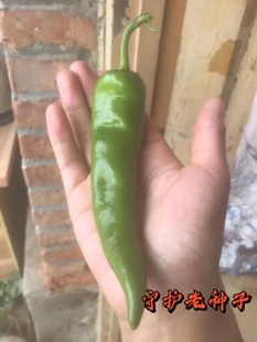 农家传统牛角椒种子土辣椒种苗肉厚 非转基因非杂交 老品种可留种