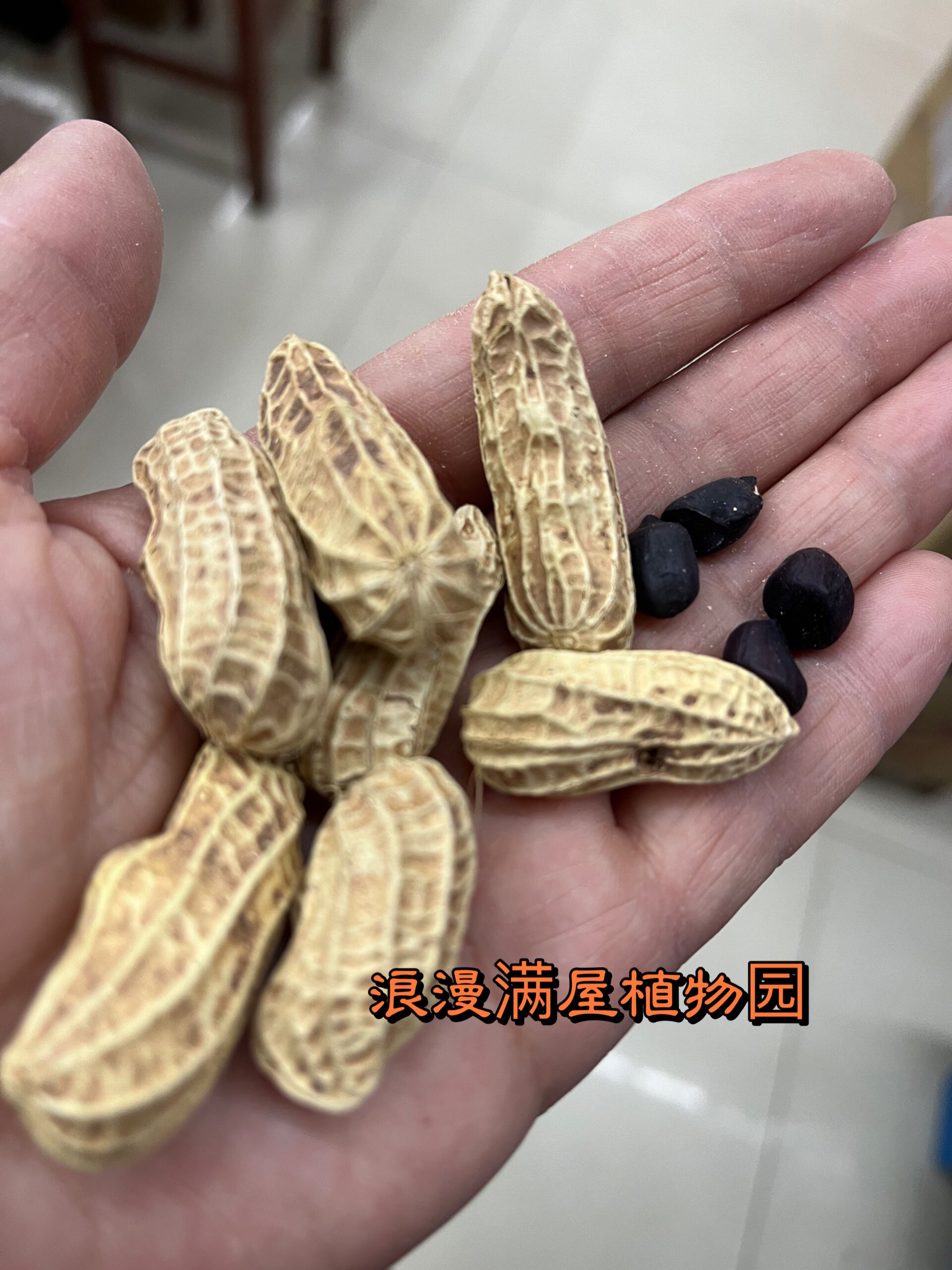 农家传统黑花生籽紫皮花生家传多年老种子 土花生非转基因可留种图片