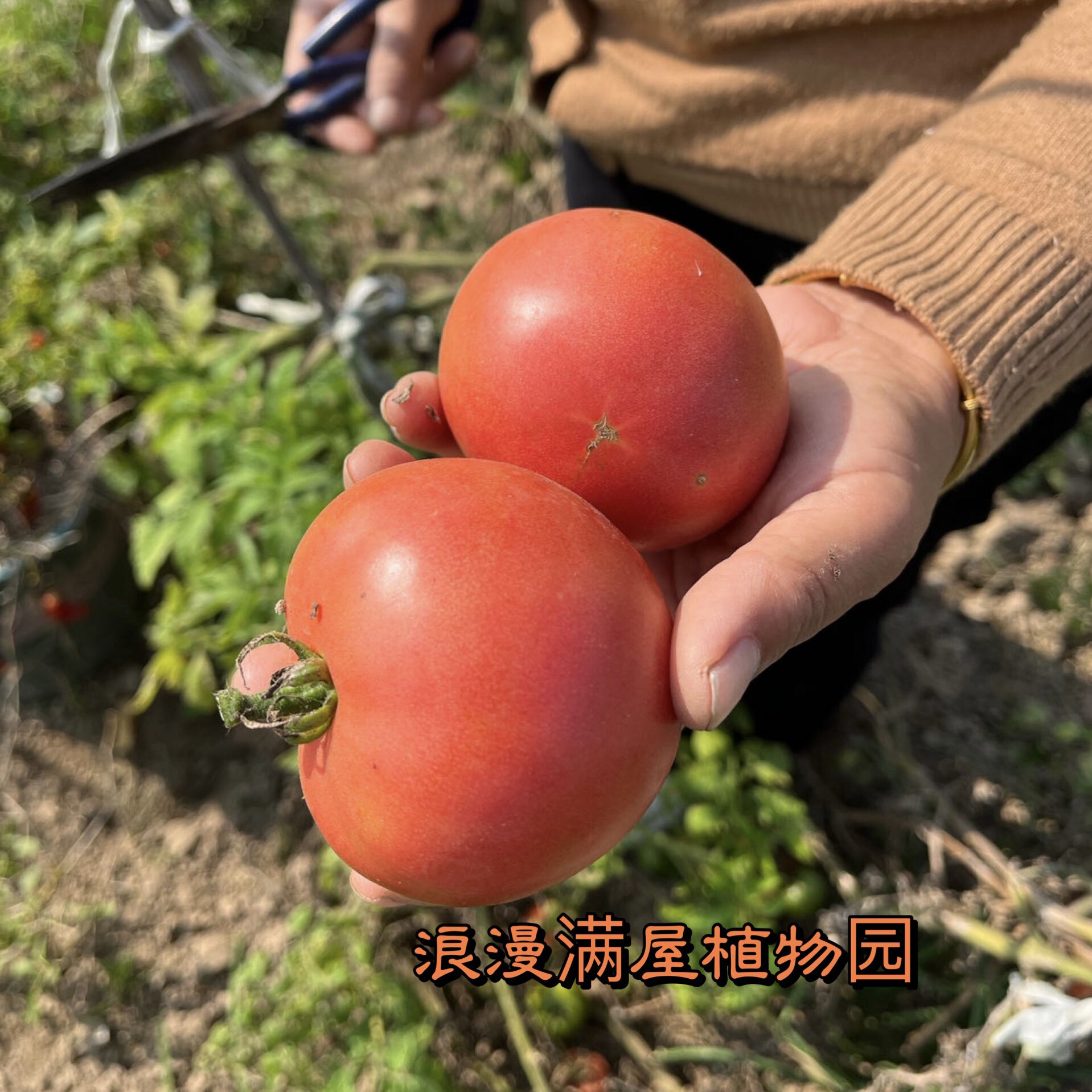 农家传统土西红柿种子老品种 番茄种子苗非转基因种子有西红柿味