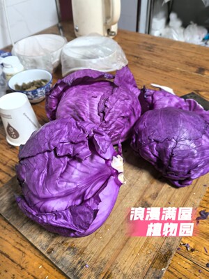 老品种紫甘蓝菜种 包菜种籽 紫包菜籽卷心菜包心菜非转基因可留种