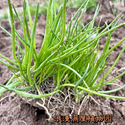 农家传统传家宝土香葱种子小香葱苗生吃香调味蔬菜非转基因可留种
