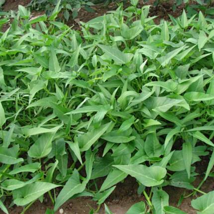 春秋播空心菜种子蔬菜种子 阳台盆栽 好种植夏天植物 多次采摘