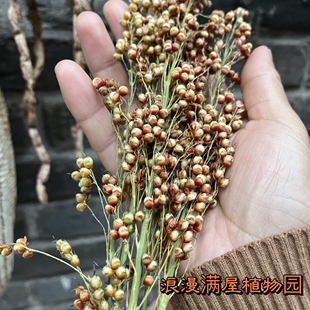 农家传统红高粱种子 芦粟种子 糯又香 非转基因 老种子 可自留种