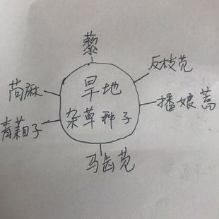 旱地杂草种子灰藜种 播娘蒿 反枝苋籽苘麻种子马齿苋青葙子实验用