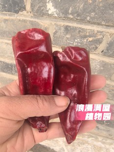 农家传统土辣椒种子百年老种子易结果非转基因非杂交 土籽可留种