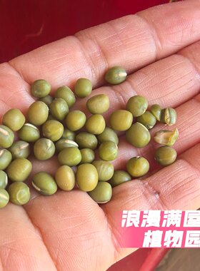 农家传统种子大粒绿豆种子 古老种子  非转基因 五谷杂粮籽可留种