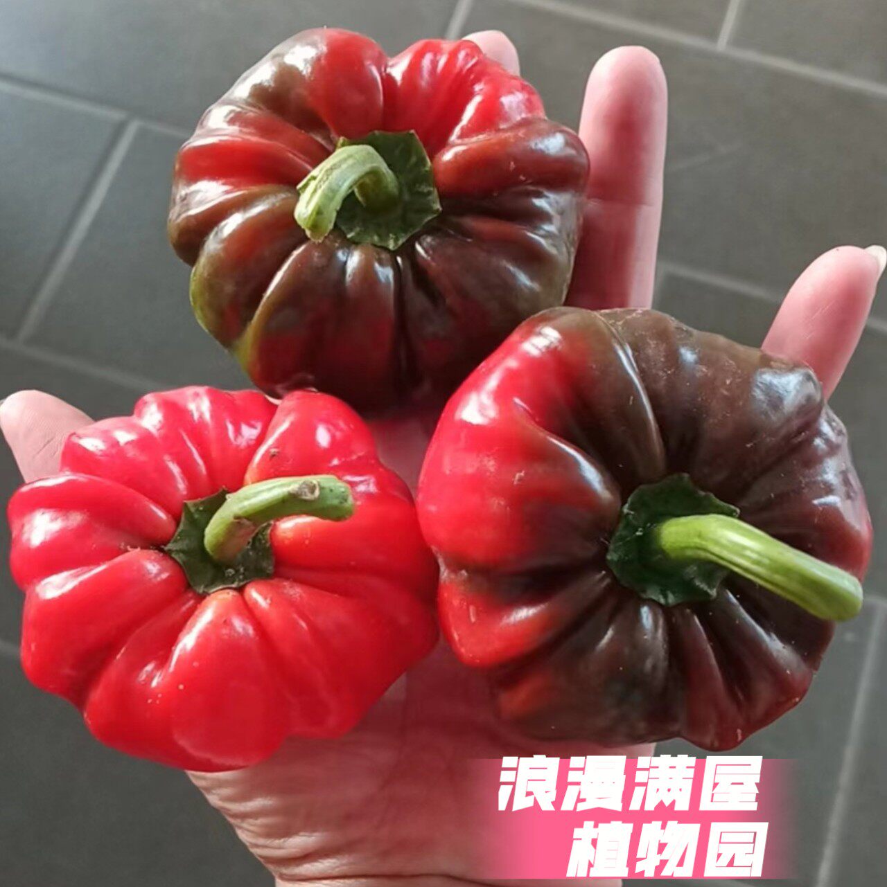 农家传统老品种圆椒种子土辣椒籽肉厚中等辣非转基因非杂交可留种图片