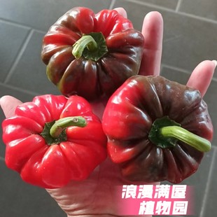 农家传统老品种圆椒种子土辣椒籽肉厚中等辣非转基因非杂交可留种
