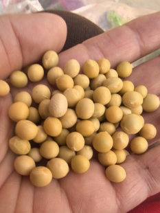 东北老品种小黄豆种子 小金黄 圆粒 土种子 非转基因 可留种