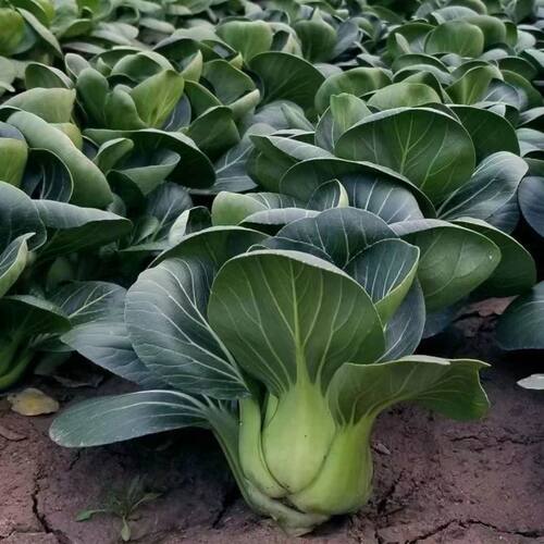 农家传统苏州青青菜种子矮脚油菜籽老品种  非转基因非杂交可留种