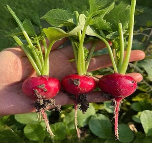 农家传统扁水萝卜老种子 杨花萝卜籽 非转基因 非杂交 可留种