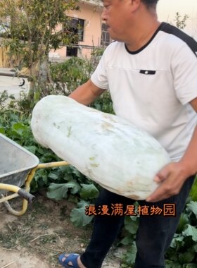 农家传统土冬瓜种子粉皮甜面大冬瓜种子 非转基因非杂交可留种