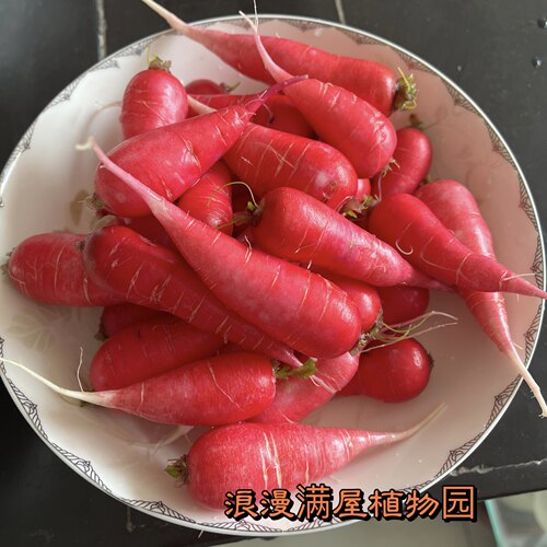 农家传统水萝卜籽土萝卜籽老种子非转基因非杂交可留种秋冬菜种