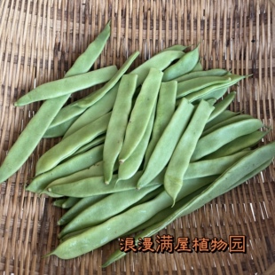 农家传统宽四季梅豆角种子架梅自留老品种非转基因非杂交可留种