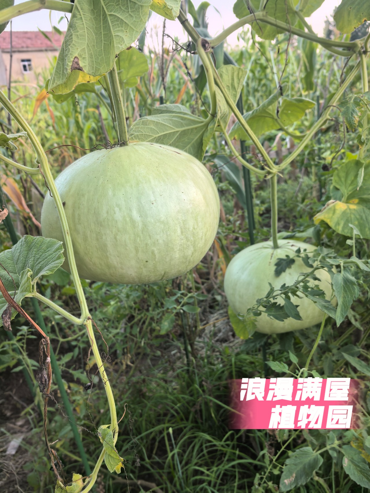 农家传统扁葫芦种子大饼葫芦可食用可观赏老种子 非转基因可留种