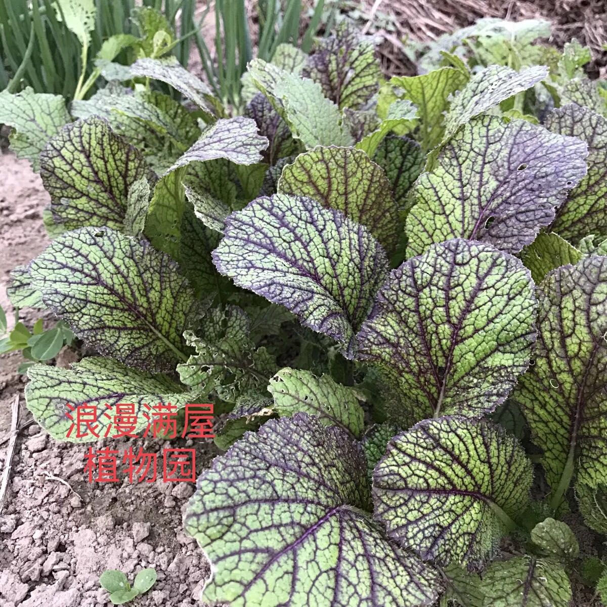 农家传统芥菜种子红茎非转基因